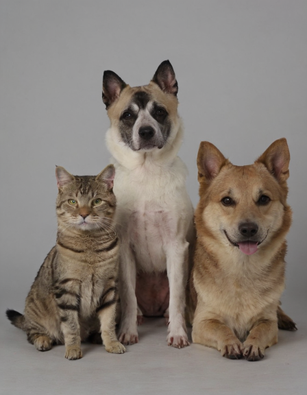 (cats:0.8) and (dogs:1:2) are in the house