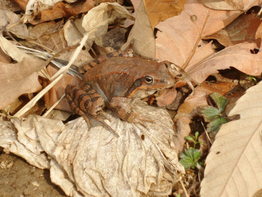 큰산개구리 성체