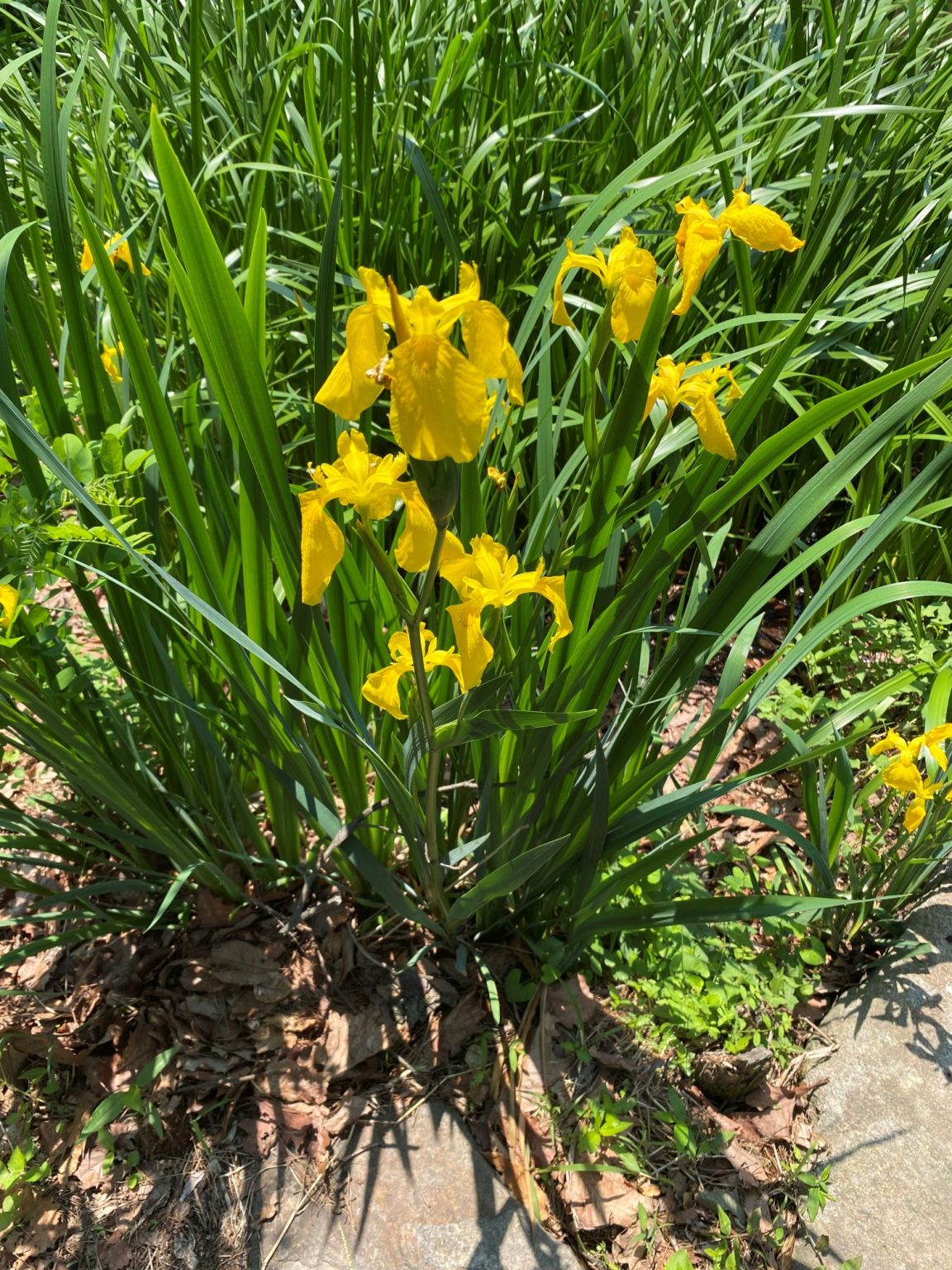 노랑꽃창포 (꽃, 잎, 형태, 특징) - My Blog