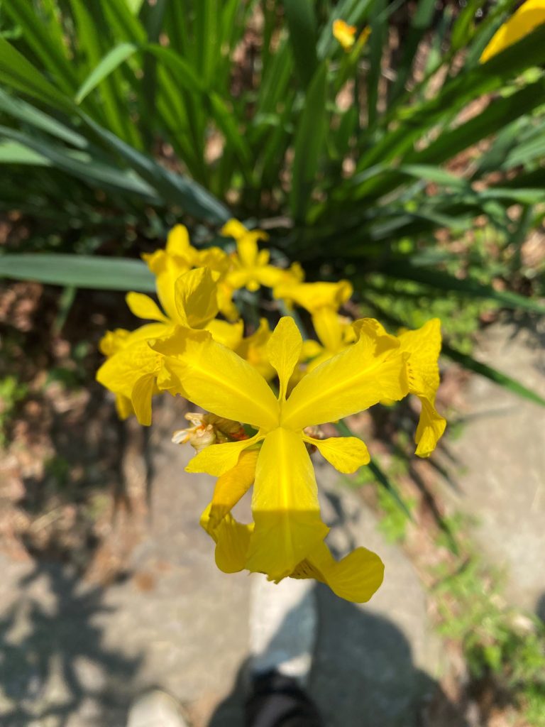 위에서 본 노랑꽃창포 꽃