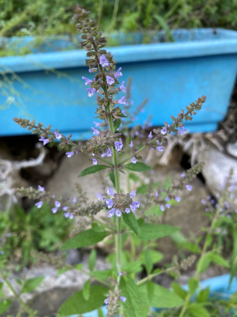 배암차즈기 꽃