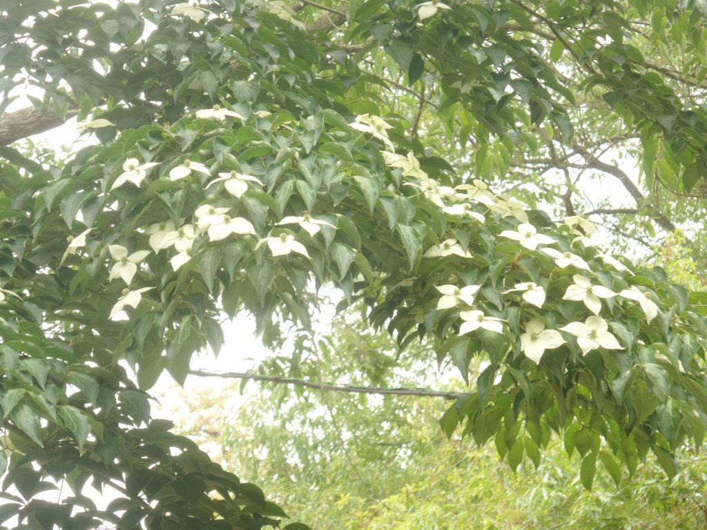 산딸나무 꽃과 잎