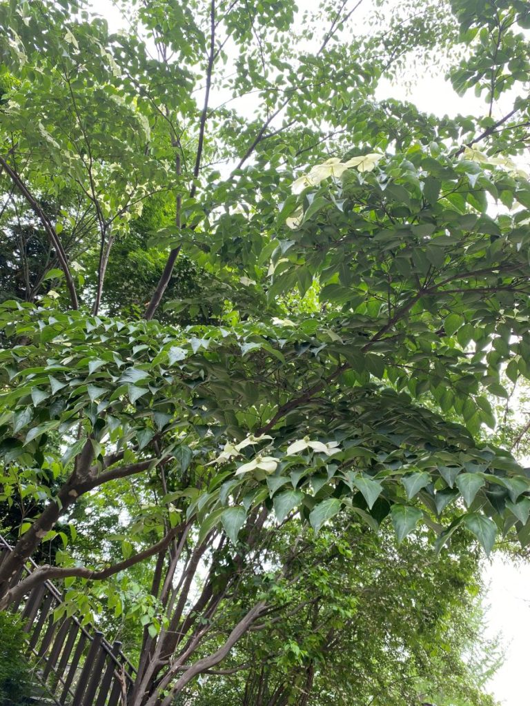산딸나무 꽃과 잎