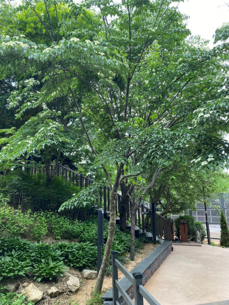 산딸나무