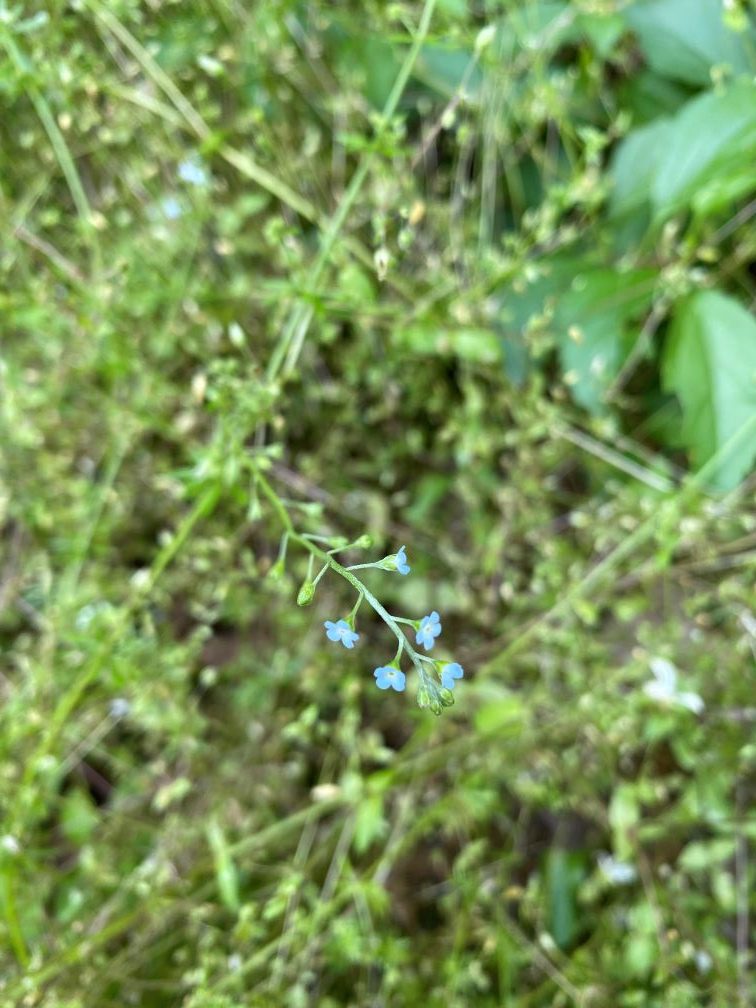 꽃