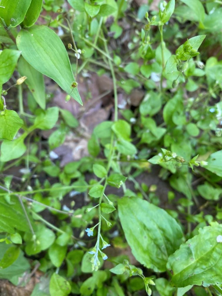 잎