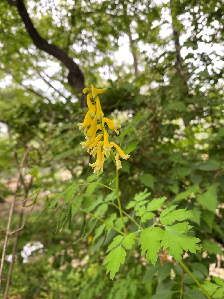 꽃 잎