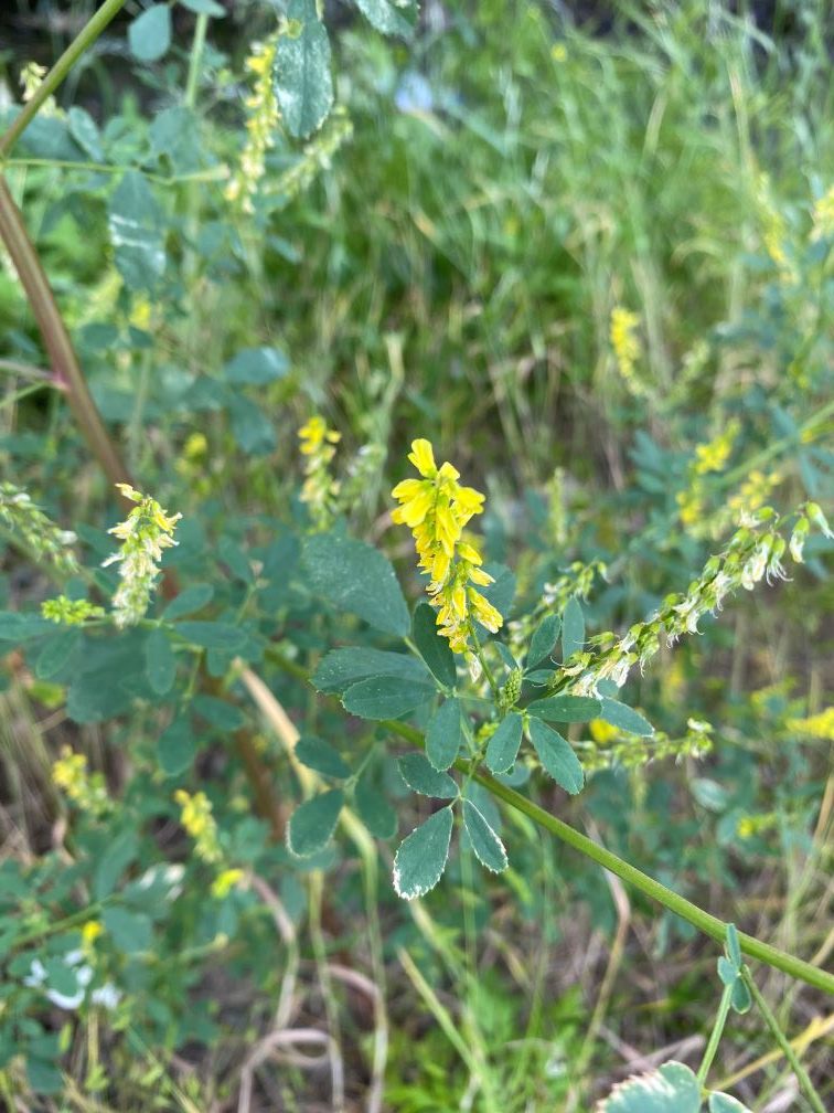 꽃과 잎