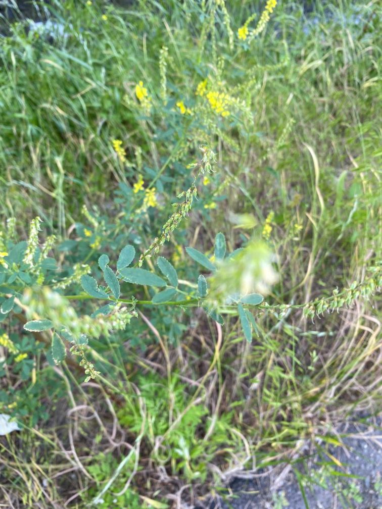 잎