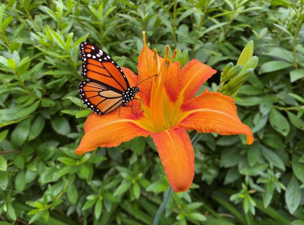 Add a butterfly