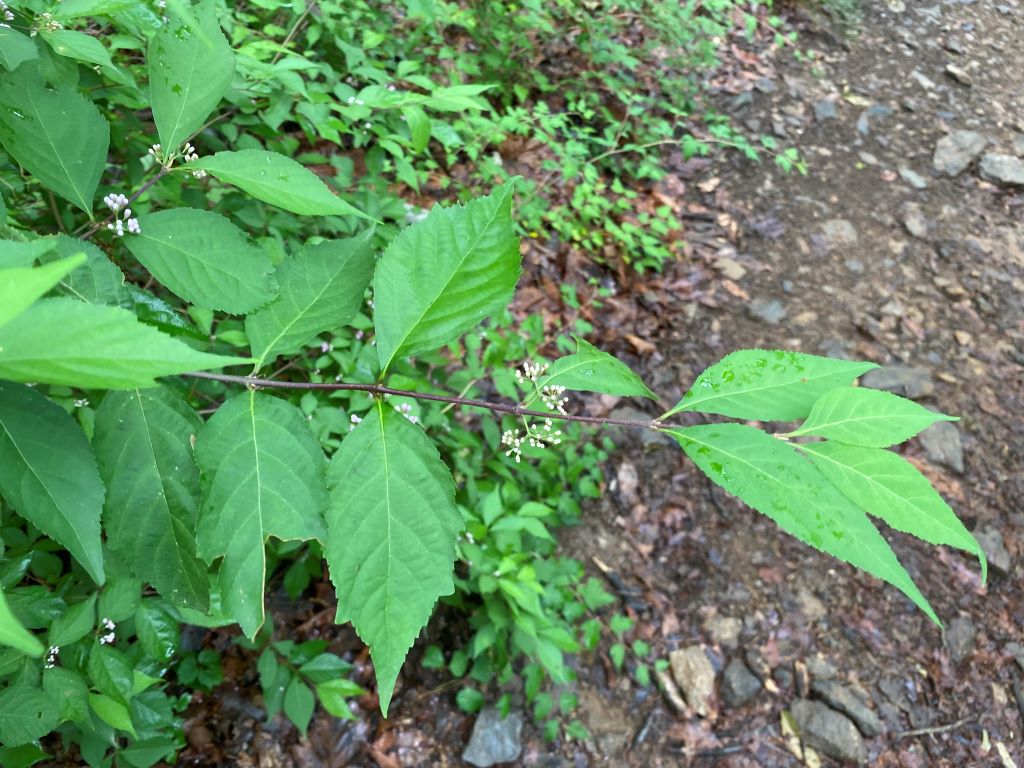 잎