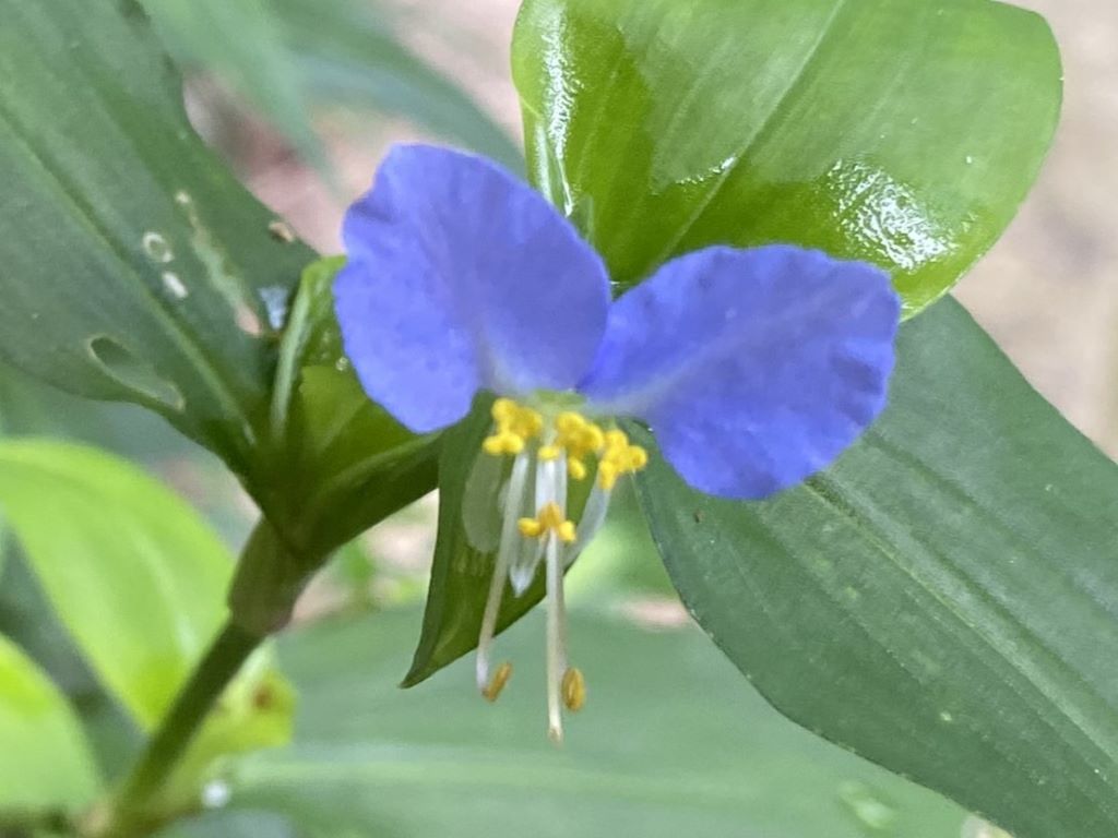 닭의장풀 꽃