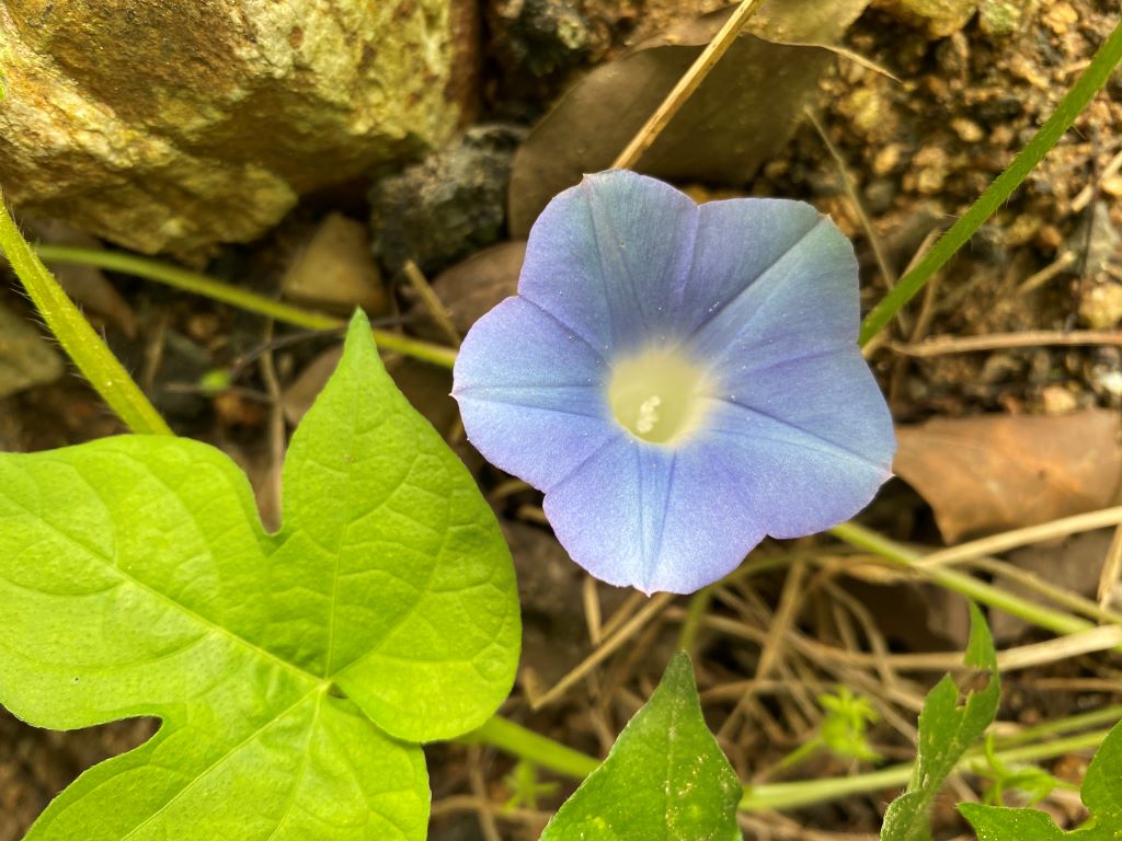 미국나팔꽃 꽃