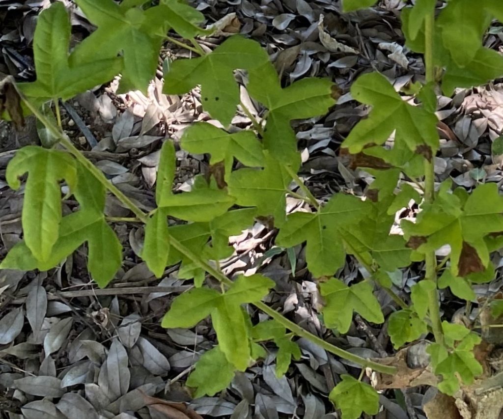 중국단풍 어린 잎