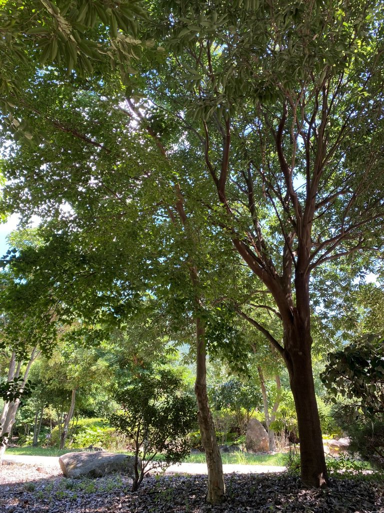 중국단풍 (가운데 있는 나무)