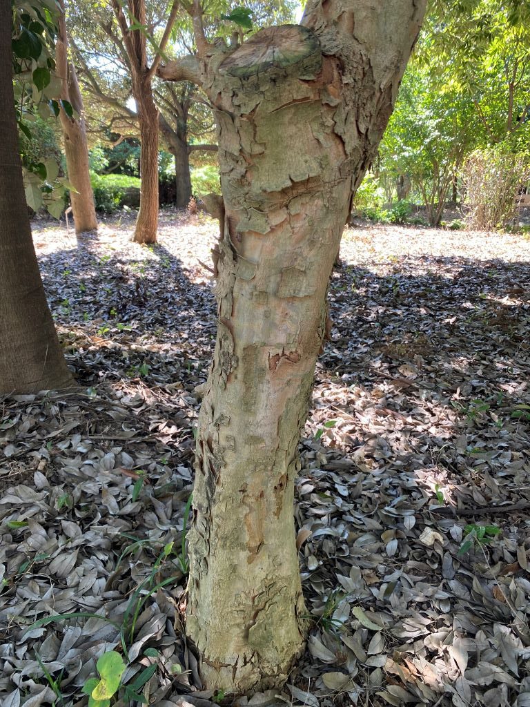 중국단풍 나무껍질