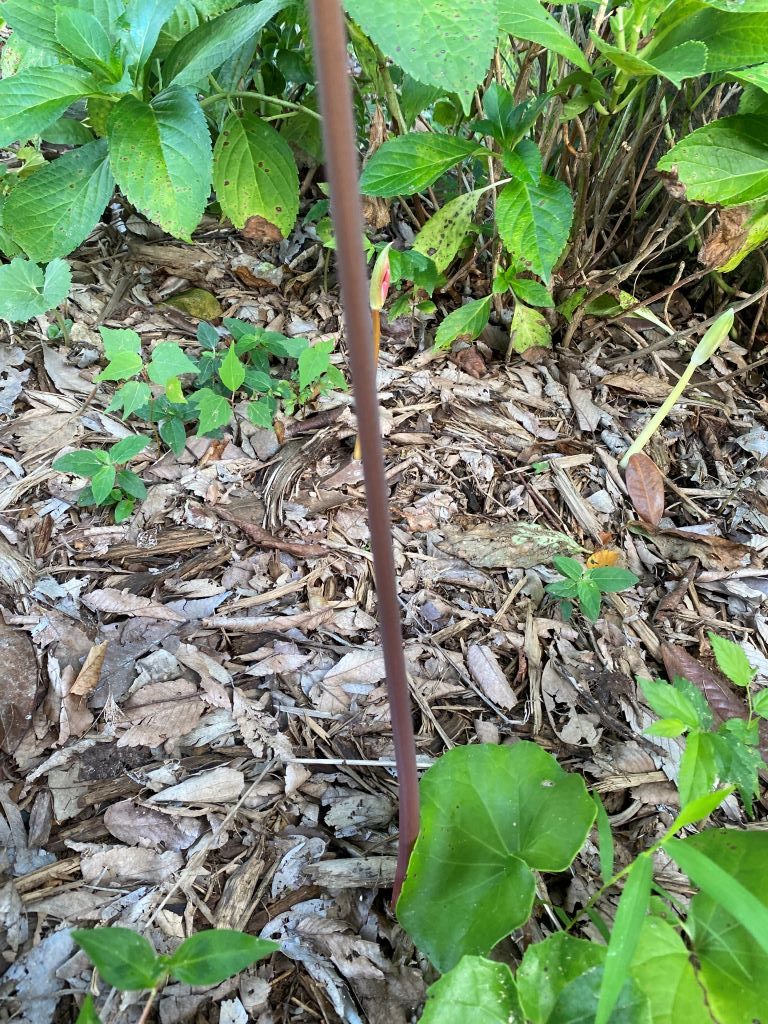 제주상사화 줄기