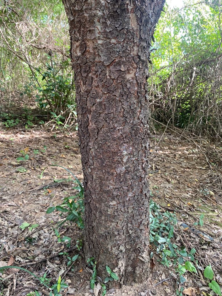 참느릅나무 수피