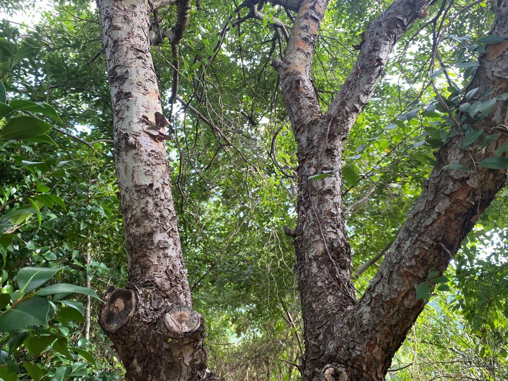 참느릅나무 윗부분 수피