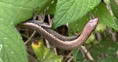 풀숲에 풀어준 도마뱀