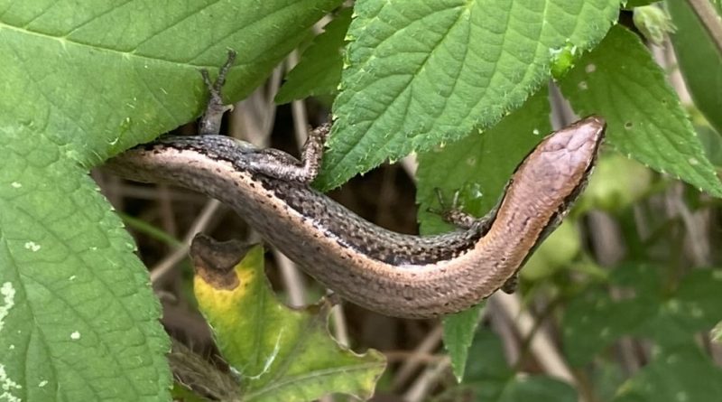 풀숲에 풀어준 도마뱀