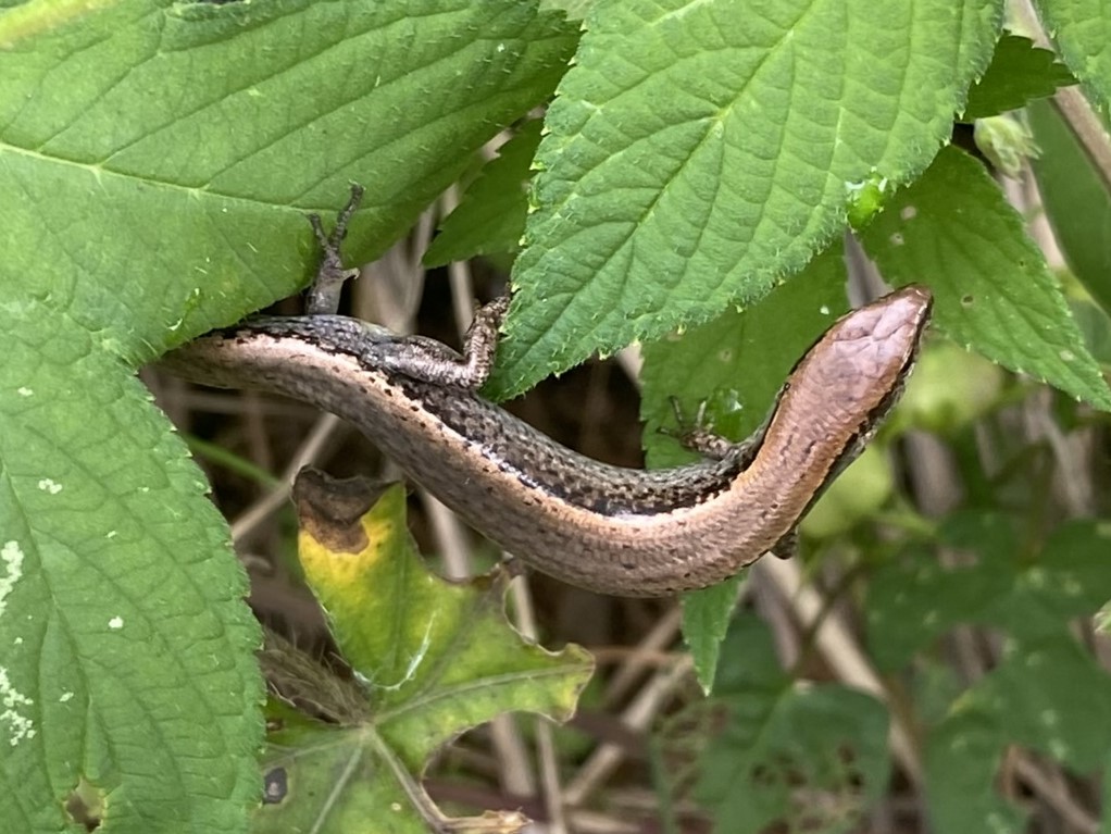 풀숲에 풀어준 도마뱀