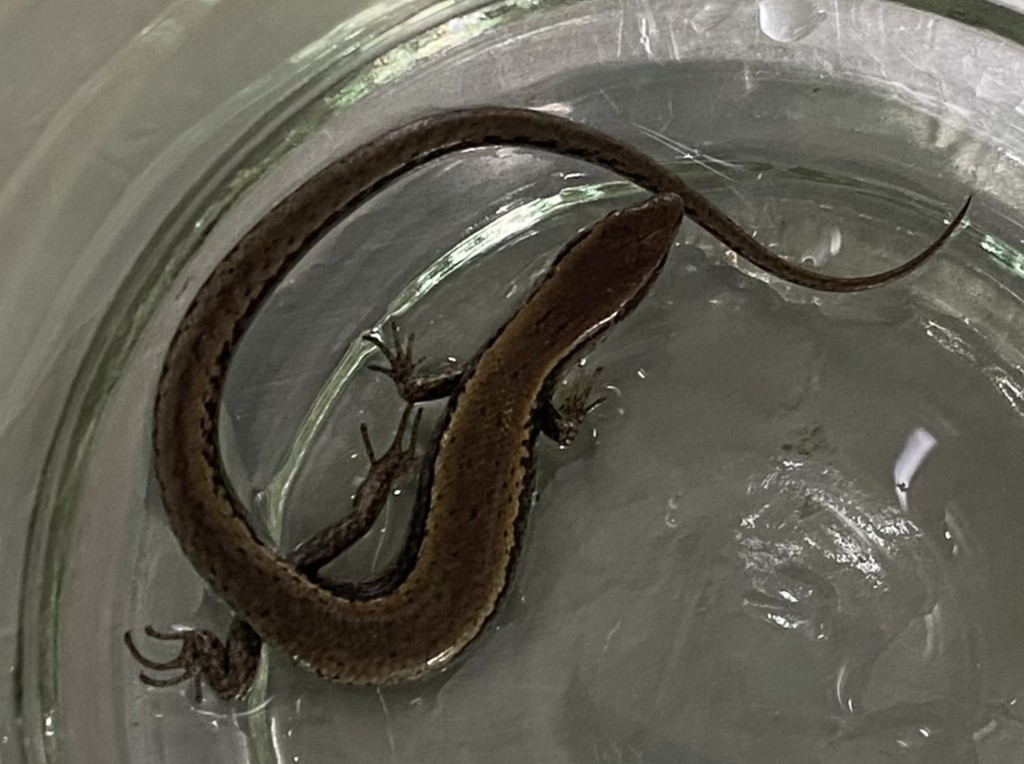 병에 잡은 도마뱀